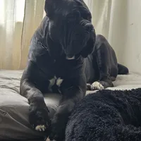 AKC YELLOW FEMALE, a female Cane Corso for sale in Orlando, FL – Photo 9 of 9