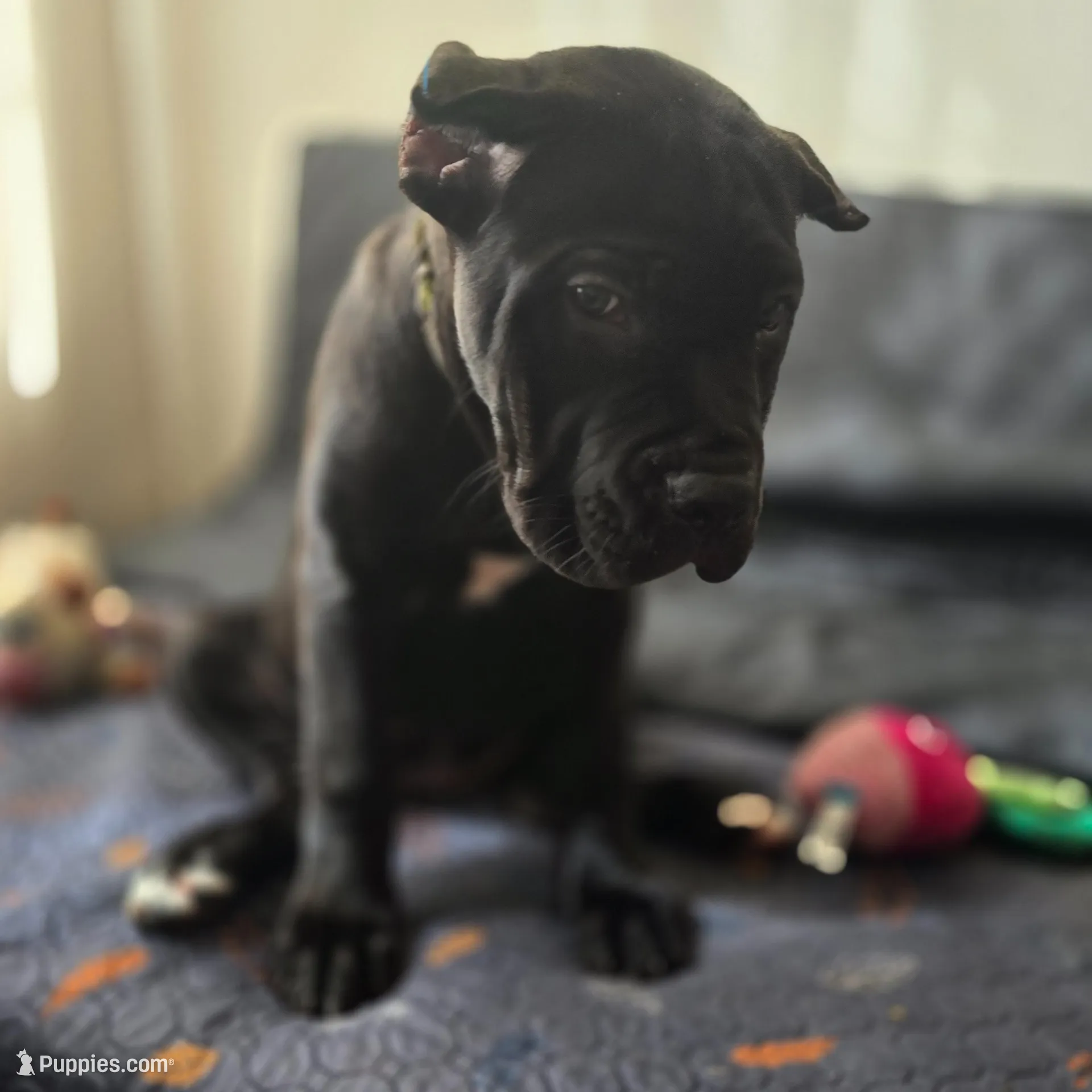 AKC YELLOW FEMALE – Cane Corso puppy for sale in Orlando, FL