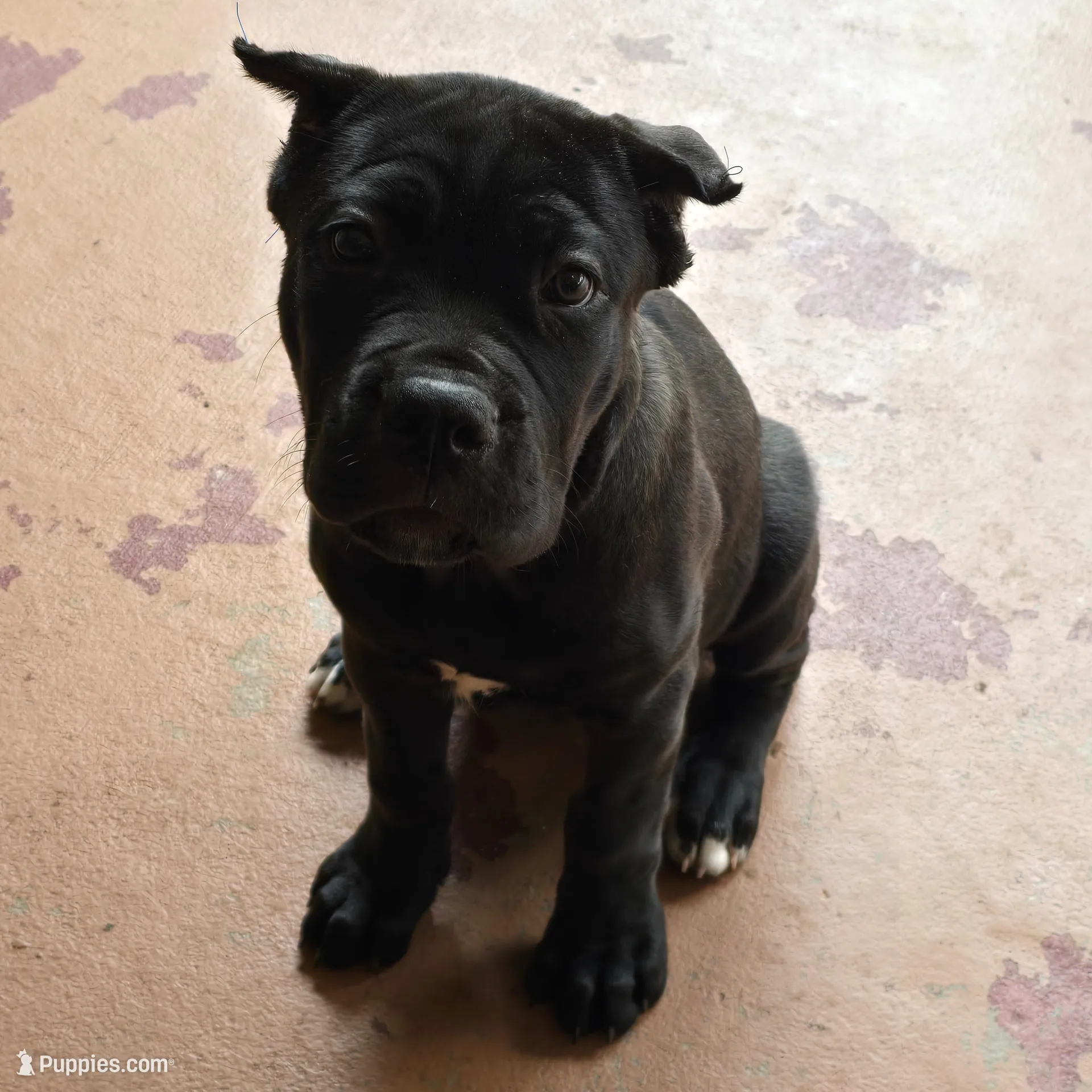 AKC YELLOW FEMALE, a female Cane Corso for sale in Orlando, FL – Photo 2 of 9