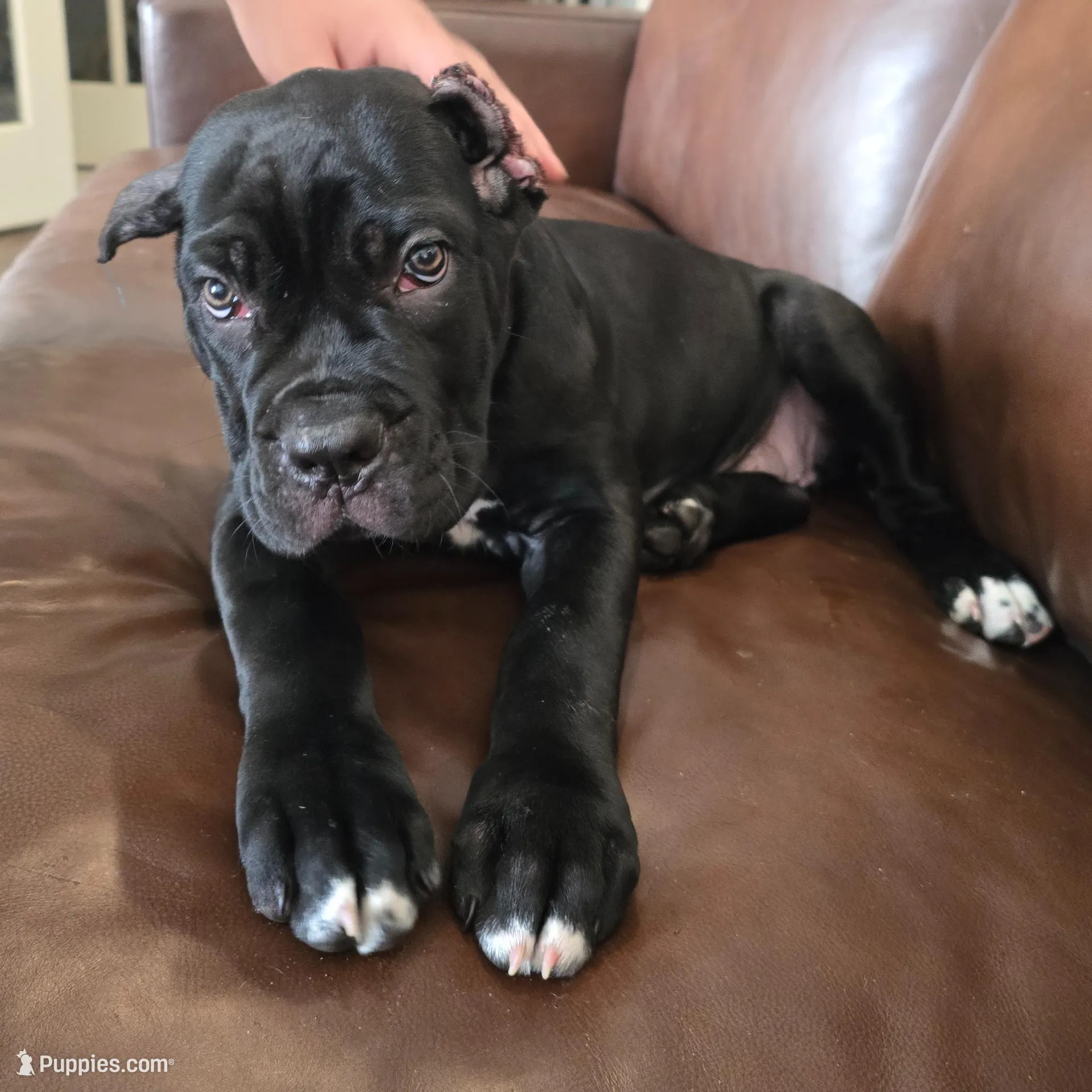 TEAL COLLAR – Cane Corso puppy for sale in Orlando, FL