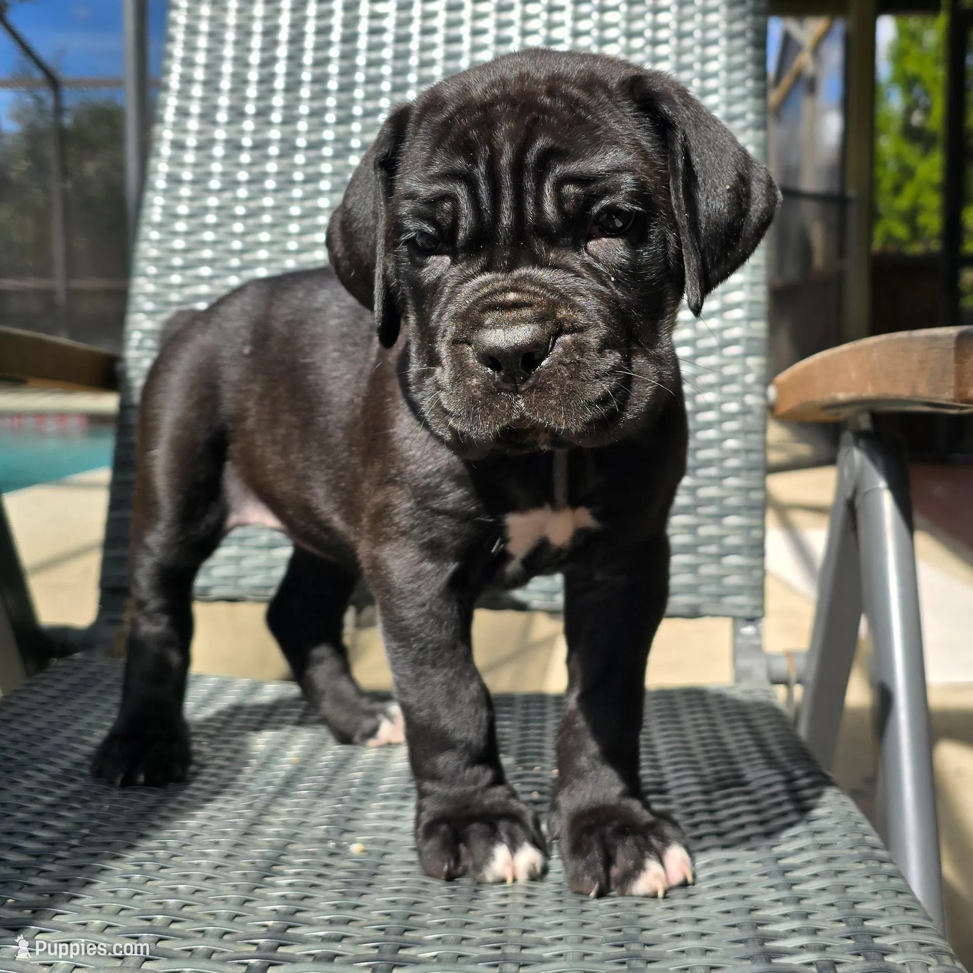 TEAL COLLAR, a female Cane Corso for sale in Orlando, FL – Photo 3 of 7