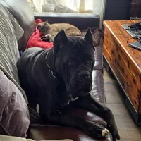 TEAL COLLAR, a female Cane Corso for sale in Orlando, FL – Photo 7 of 7