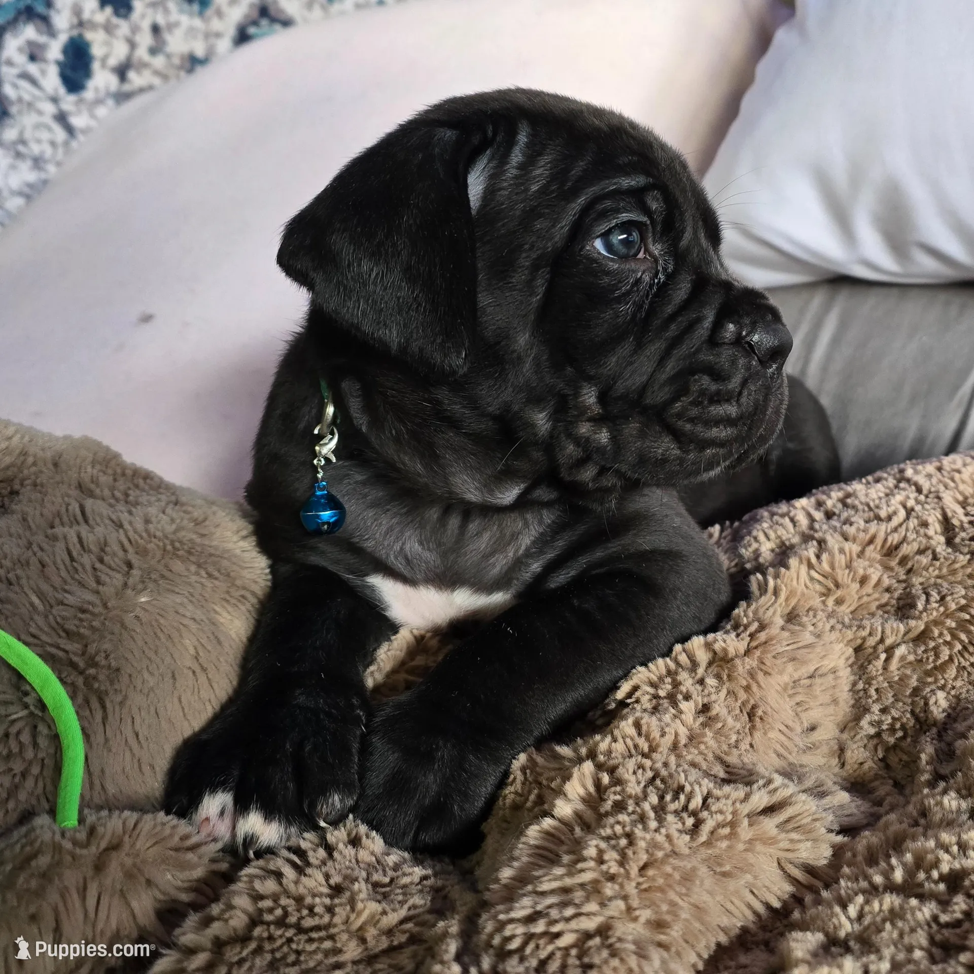 TEAL COLLAR, a female Cane Corso for sale in Orlando, FL – Photo 5 of 7