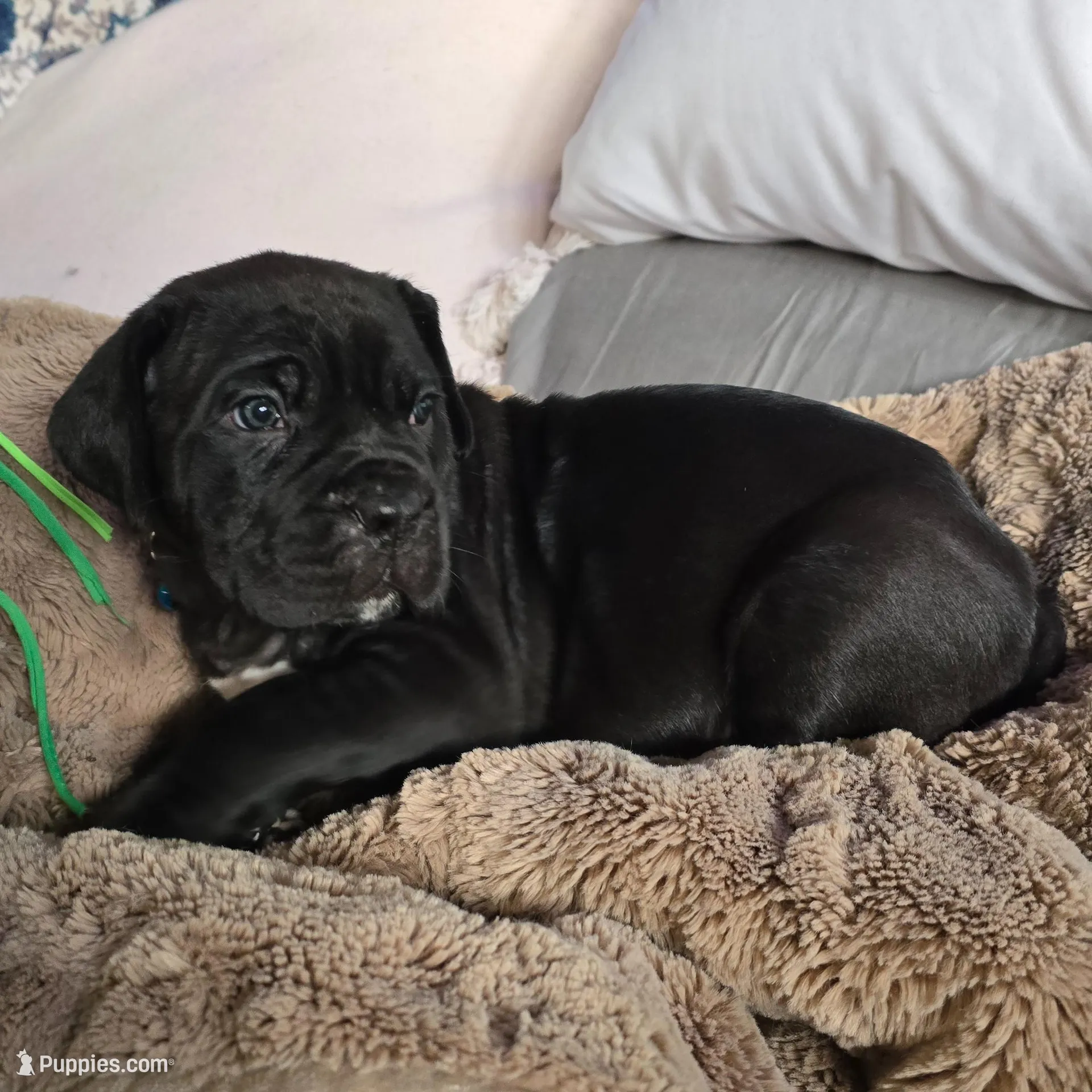 TEAL COLLAR, a female Cane Corso for sale in Orlando, FL – Photo 4 of 7