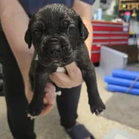 TEAL COLLAR, a female Cane Corso for sale in Orlando, FL – Photo 6 of 7