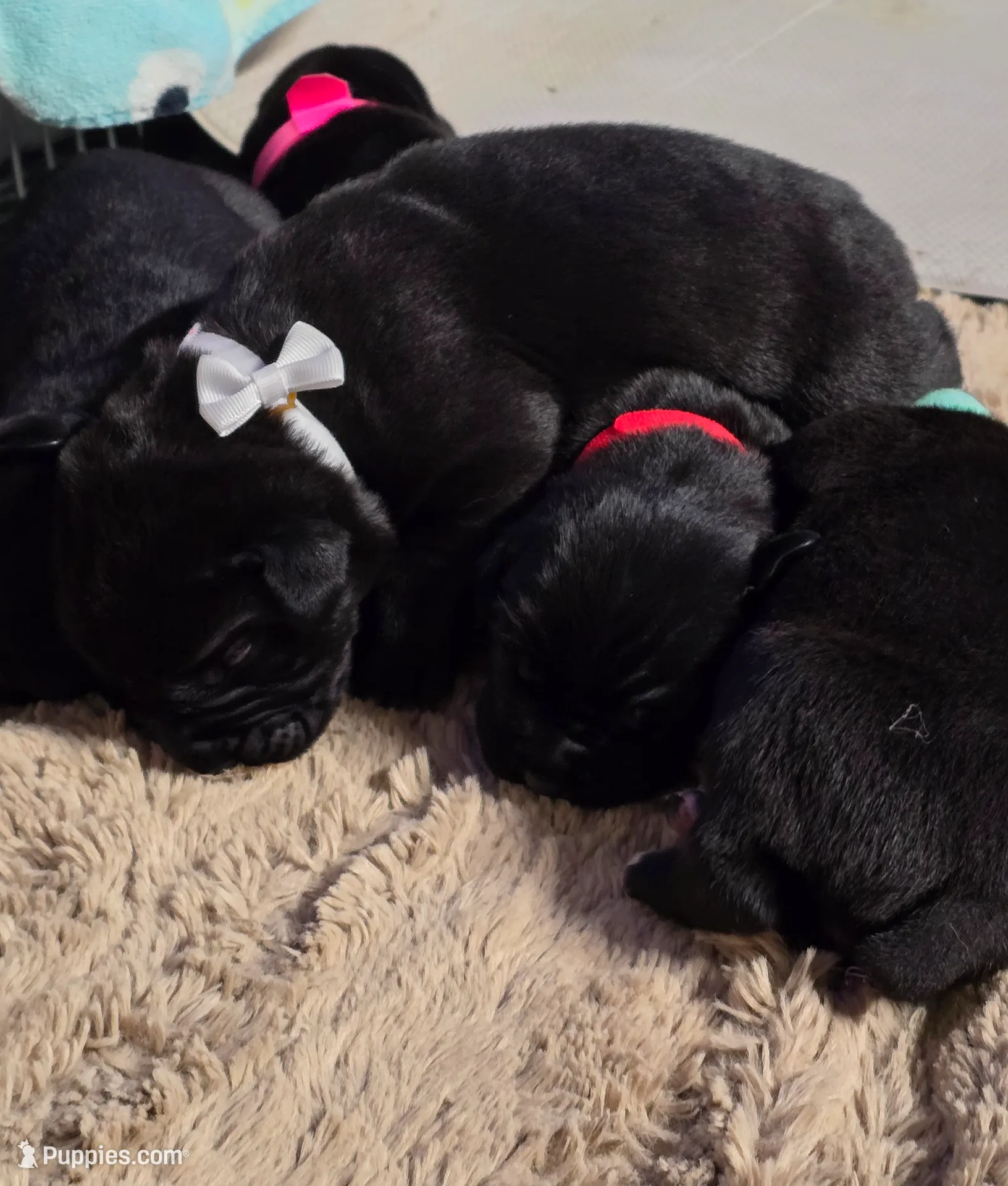 AKC WHITE FEMALE, a female Cane Corso for sale in Orlando, FL – Photo 4 of 8