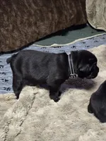 AKC WHITE FEMALE, a female Cane Corso for sale in Orlando, FL – Photo 2 of 8