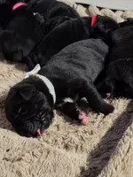 AKC WHITE FEMALE, a female Cane Corso for sale in Orlando, FL – Photo 5 of 8