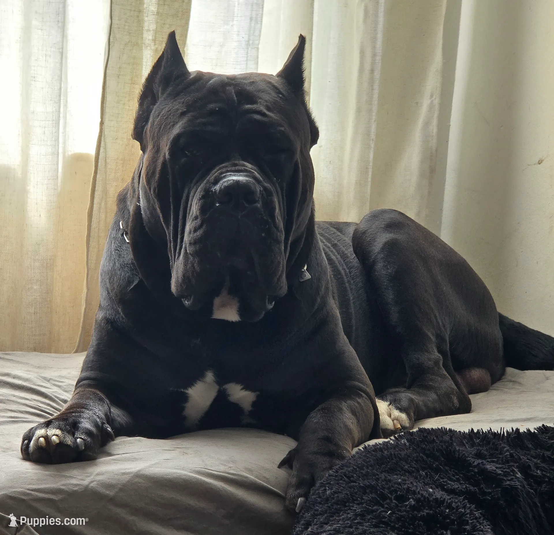 AKC WHITE FEMALE, a female Cane Corso for sale in Orlando, FL – Photo 7 of 8