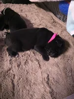 AKC PINK FEMALE, a female Cane Corso for sale in Orlando, FL – Photo 2 of 2