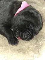 AKC PINK FEMALE, a female Cane Corso for sale in Orlando, FL – Photo 1 of 2