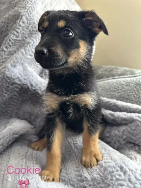 Cookie, a female Belgian Malinois and German Shepherd Dog for sale in Redlands, CA – Photo 1 of 1