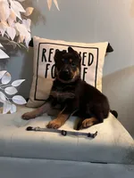 German Shepherd Gray, a female German Shepherd Dog for sale in Sharpsburg, MD – 3 of 8