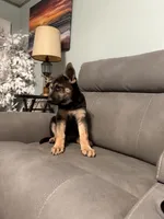 German Shepherds puppy Blue, a male German Shepherd Dog for sale in Sharpsburg, MD – 6 of 10
