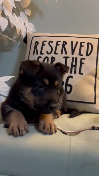 German Shepherd light purple , a female German Shepherd Dog for sale in Sharpsburg, MD – 5 of 5