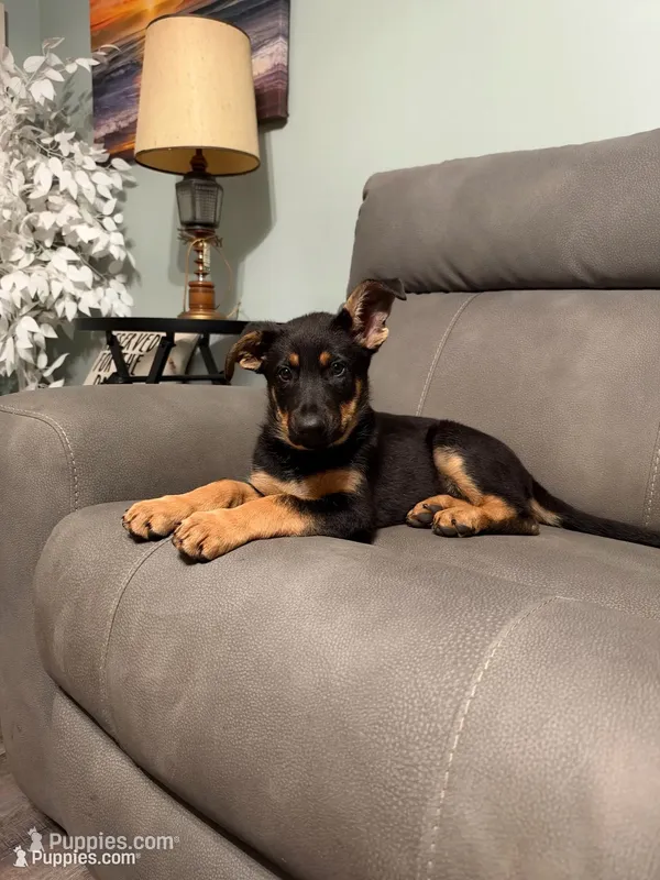 German Shepherd light purple  – German Shepherd Dog puppy for sale in Sharpsburg, MD
