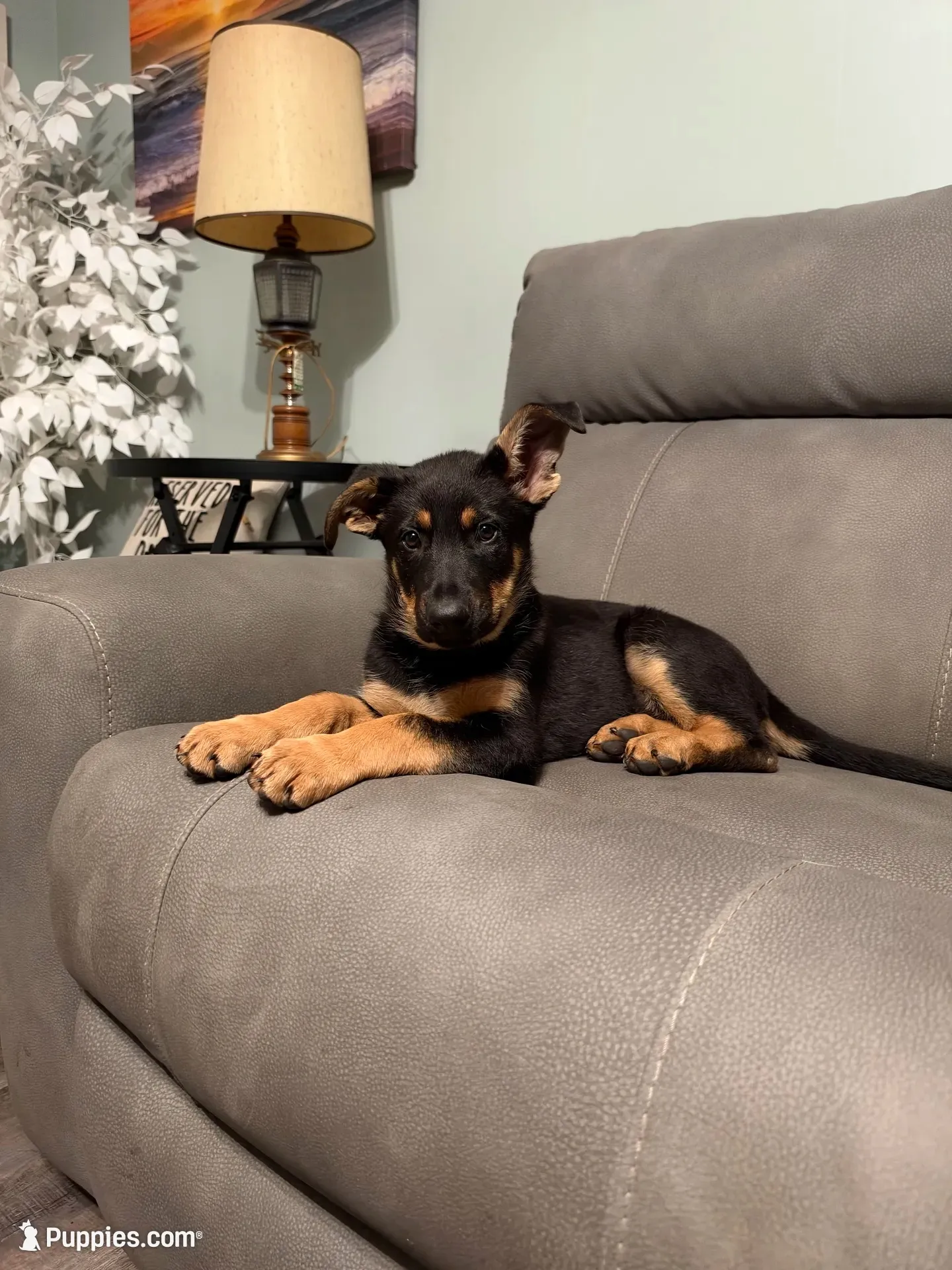 German Shepherd puppy light purple , a female German Shepherd Dog for sale in Sharpsburg, MD – 1 of 10