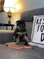 German Shepherd Orange , a male German Shepherd Dog for sale in Sharpsburg, MD – 2 of 9
