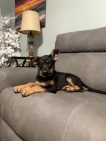 German Shepherd puppy light purple , a female German Shepherd Dog for sale in Sharpsburg, MD – 2 of 10