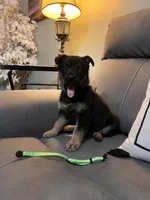 German shepherd Green , a female German Shepherd Dog for sale in Sharpsburg, MD – 5 of 10