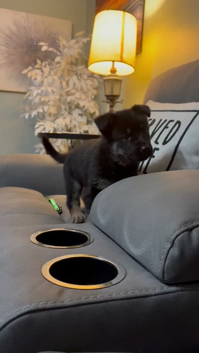 German Shepherd Brown, a female German Shepherd Dog for sale in Sharpsburg, MD – 9 of 9