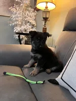 German shepherd Green , a female German Shepherd Dog for sale in Sharpsburg, MD – 6 of 10