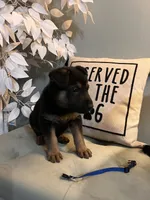 German Shepherds Blue, a male German Shepherd Dog for sale in Sharpsburg, MD – 2 of 10
