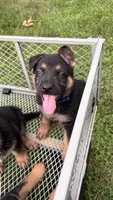 German Shepherds Blue, a male German Shepherd Dog for sale in Sharpsburg, MD – 4 of 10