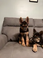 German Shepherd puppy Brown No collar , a female German Shepherd Dog for sale in Sharpsburg, MD – 3 of 10