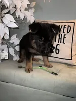 German shepherd Green , a female German Shepherd Dog for sale in Sharpsburg, MD – 8 of 10