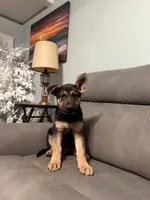 German Shepherds puppy Blue, a male German Shepherd Dog for sale in Sharpsburg, MD – 10 of 10