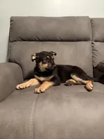 German shepherd puppy pink, a female German Shepherd Dog for sale in Sharpsburg, MD – 6 of 8
