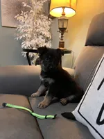 German shepherd Green , a female German Shepherd Dog for sale in Sharpsburg, MD – 3 of 10