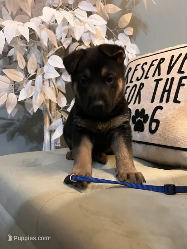German Shepherds Blue – German Shepherd Dog puppy for sale in Sharpsburg, MD