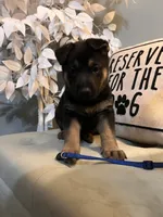 German Shepherds Blue, a male German Shepherd Dog for sale in Sharpsburg, MD – 1 of 10