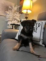 German Shepherd Brown, a female German Shepherd Dog for sale in Sharpsburg, MD – 8 of 9