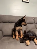 German Shepherd puppy Brown No collar , a female German Shepherd Dog for sale in Sharpsburg, MD – 2 of 10
