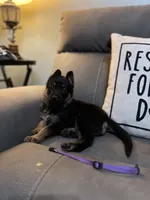 German Shepherd Purple, a male German Shepherd Dog for sale in Sharpsburg, MD – 7 of 9