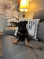 German Shepherd Brown, a female German Shepherd Dog for sale in Sharpsburg, MD – 4 of 9
