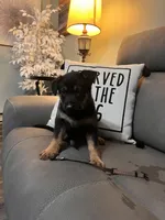 German Shepherd Brown, a female German Shepherd Dog for sale in Sharpsburg, MD – 5 of 9
