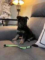 German shepherd Green , a female German Shepherd Dog for sale in Sharpsburg, MD – 4 of 10