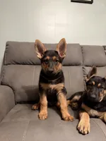 German Shepherd puppy Brown No collar , a female German Shepherd Dog for sale in Sharpsburg, MD – 4 of 10