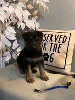 German Shepherds Blue, a male German Shepherd Dog for sale in Sharpsburg, MD – 8 of 10