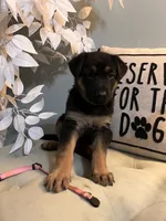 German Shepherd Pink , a female German Shepherd Dog for sale in Sharpsburg, MD – 8 of 10