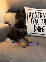 German Shepherd Purple, a male German Shepherd Dog for sale in Sharpsburg, MD – 4 of 9