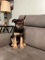 German Shepherds puppy Blue, a male German Shepherd Dog for sale in Sharpsburg, MD – 3 of 10