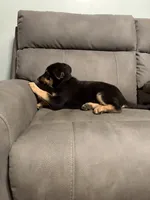 German shepherd puppy pink, a female German Shepherd Dog for sale in Sharpsburg, MD – 8 of 8