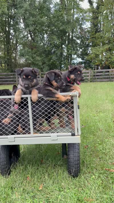 German Shepherd Orange , a male German Shepherd Dog for sale in Sharpsburg, MD – 9 of 9