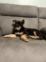 German shepherd puppy pink, a female German Shepherd Dog for sale in Sharpsburg, MD – 4 of 8