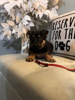 German Shepherd Red, a female German Shepherd Dog for sale in Sharpsburg, MD – 3 of 9